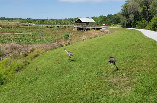 Discover Alachua County/Gainesville: Where Culture, Innovation, Nature, And Sports Thrive. Image 9